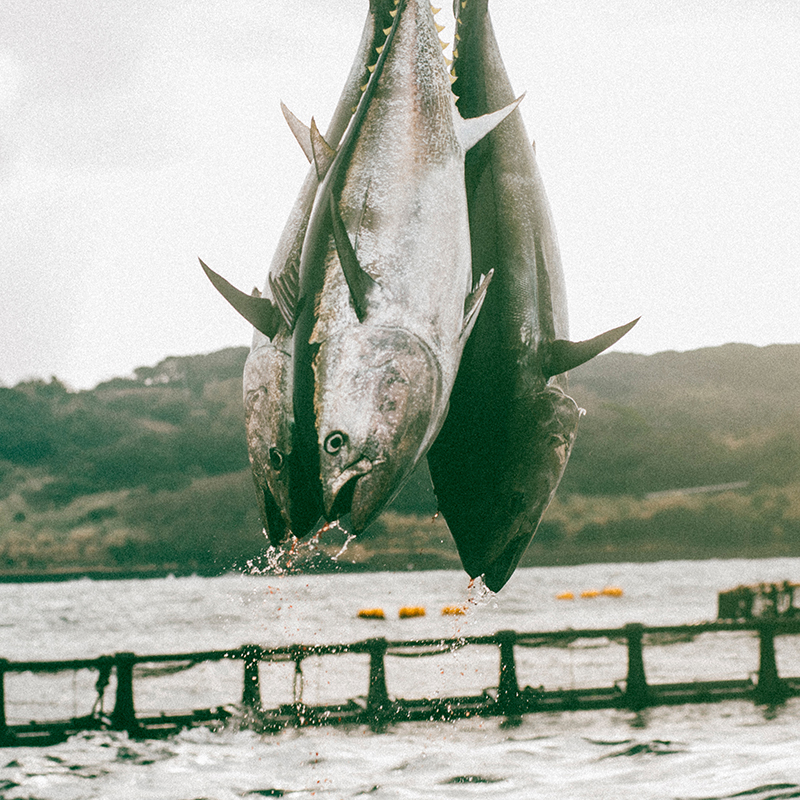 マグロが食べられなくなる？ 養殖の現場から見えてきた海洋資源のゆくえ