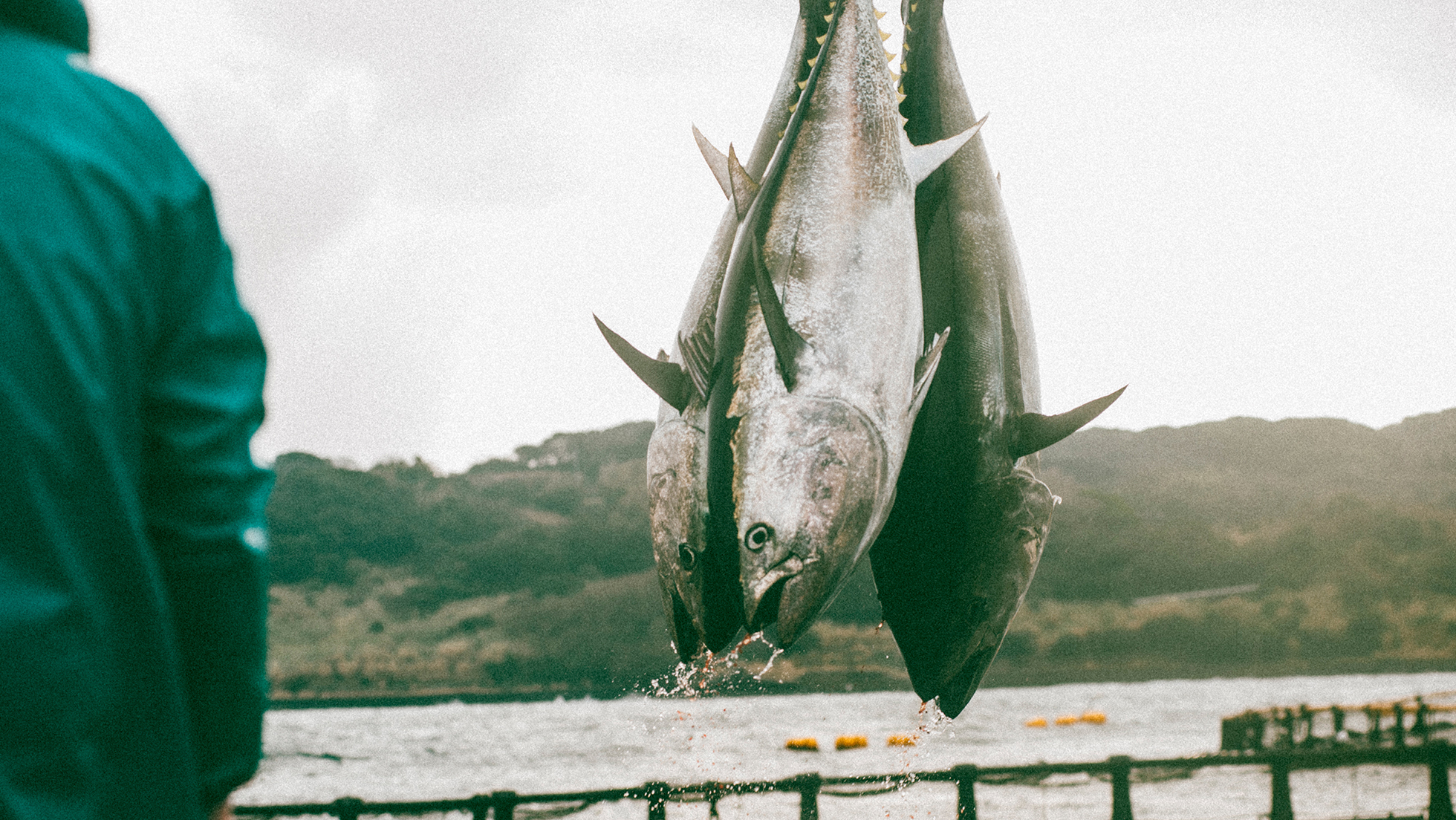Running Out of Tuna? How Tuna Farming is Changing the Future Landscape