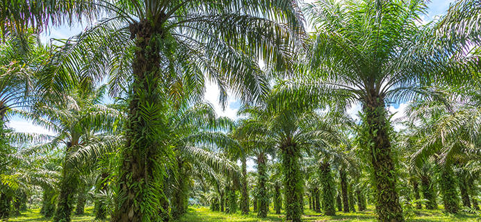 Palm Oil Procurement Policy
