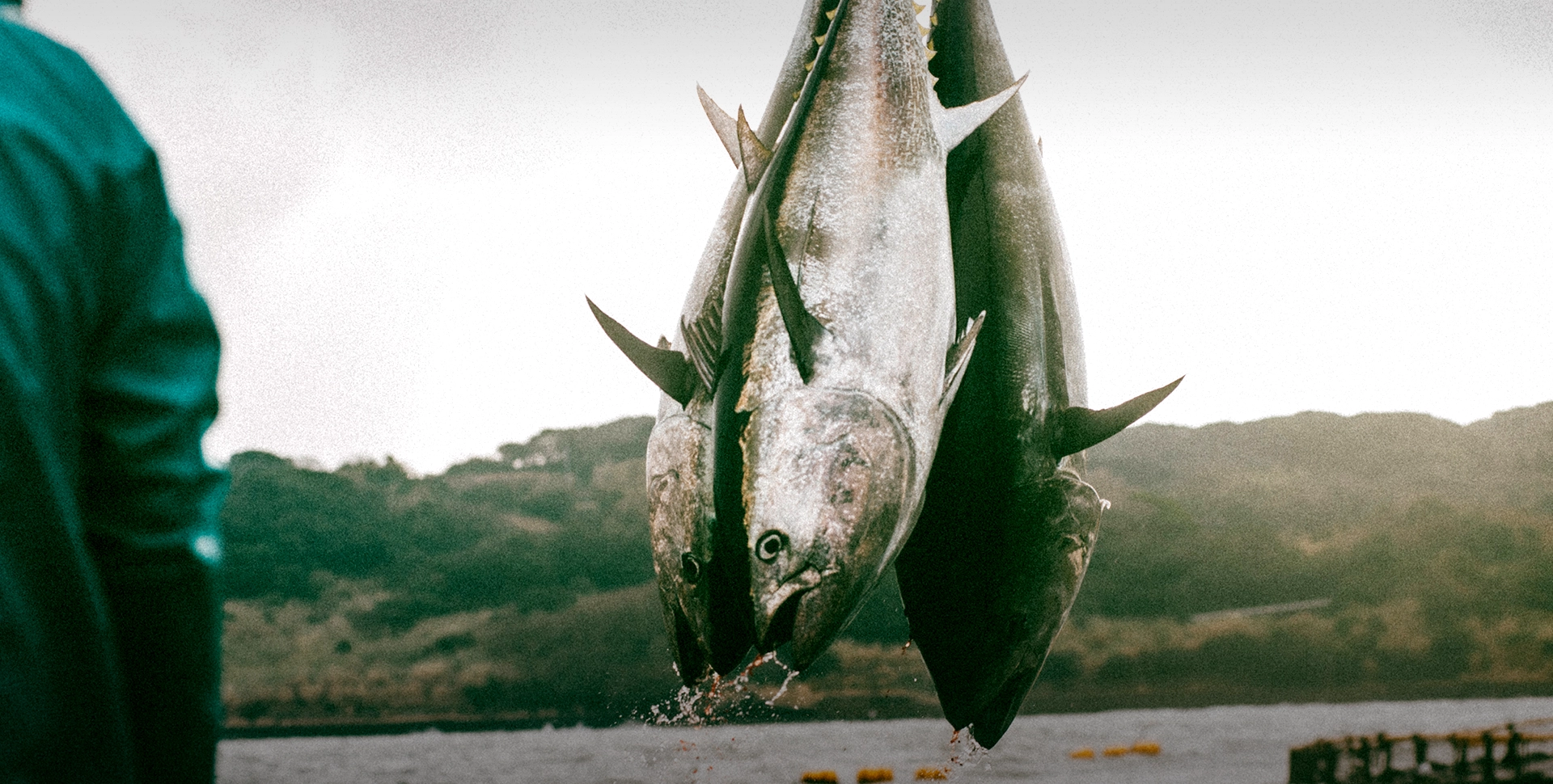 マグロの画像