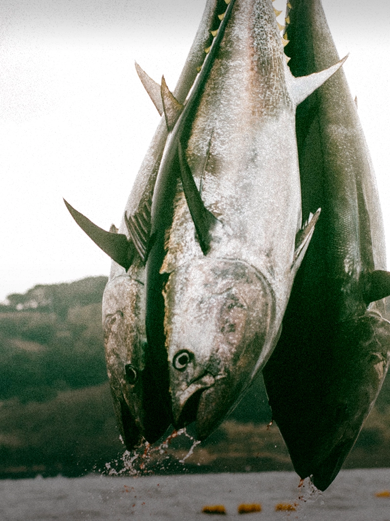 マグロの画像